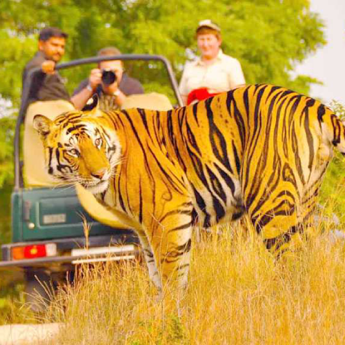 Rajasthan Wildlife and Forts Tour