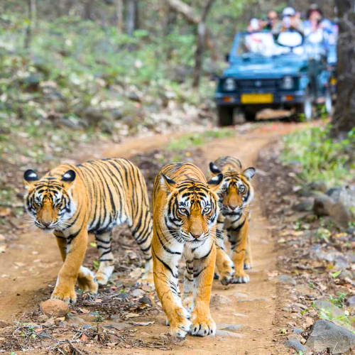 Golden Triangle with Ranthambore Safari